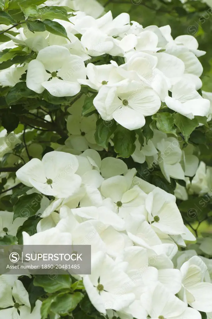 Dogwood, Flowering dogwood, Cornus 'venus', several white flowers.