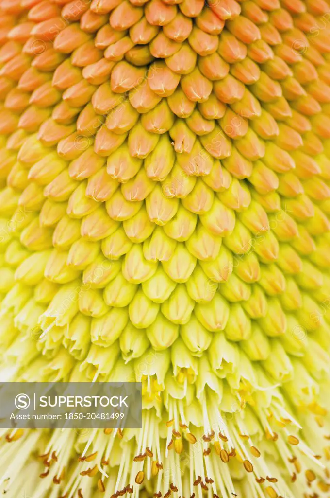 Red hot poker, Kniphofia northiae, close up showing pattern.