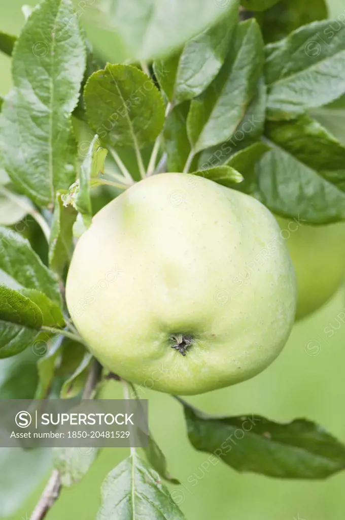 Apple, Malus domestica ''Hamblin's seedling', Close view from underneath, of a green single fruit with leaves.