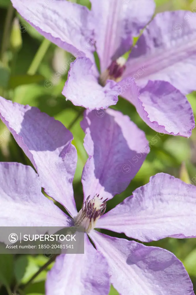 Clematis, Clematis 'Margaret Hunt', Two mauve flowers in sunshine.