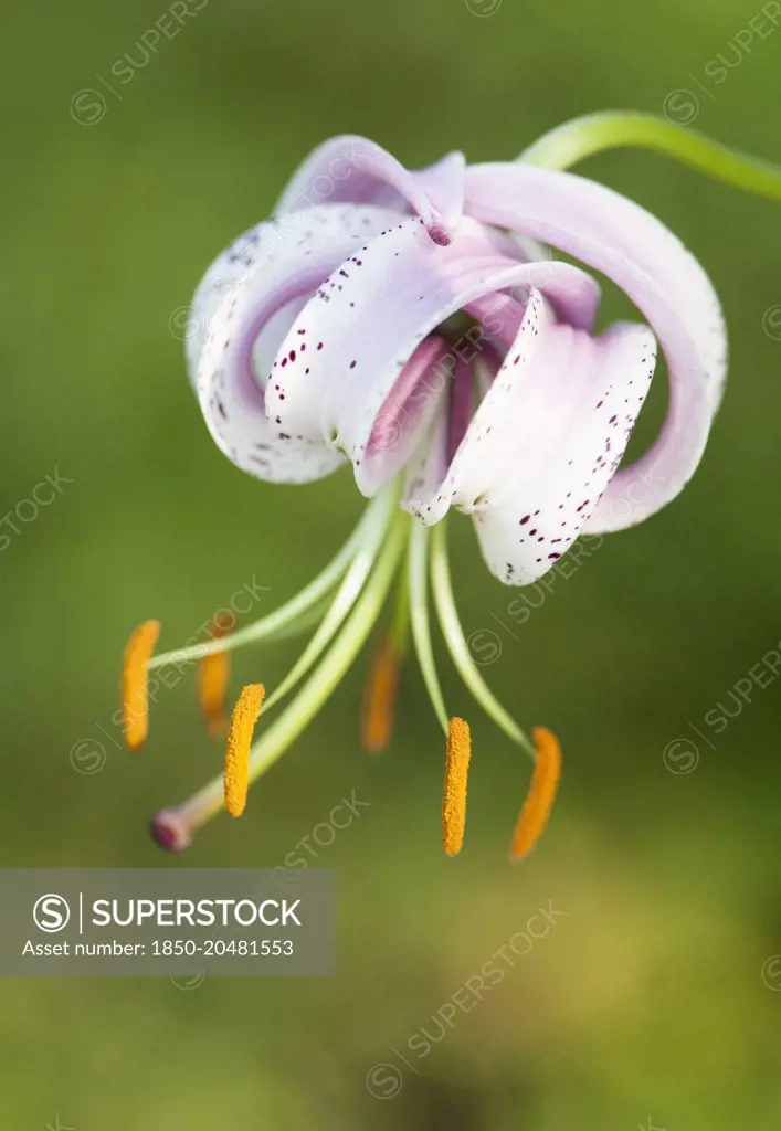 Lily, Turkscap lily, Lilium martagon, A single flower showing the curved back petals and protruding orange stamen.