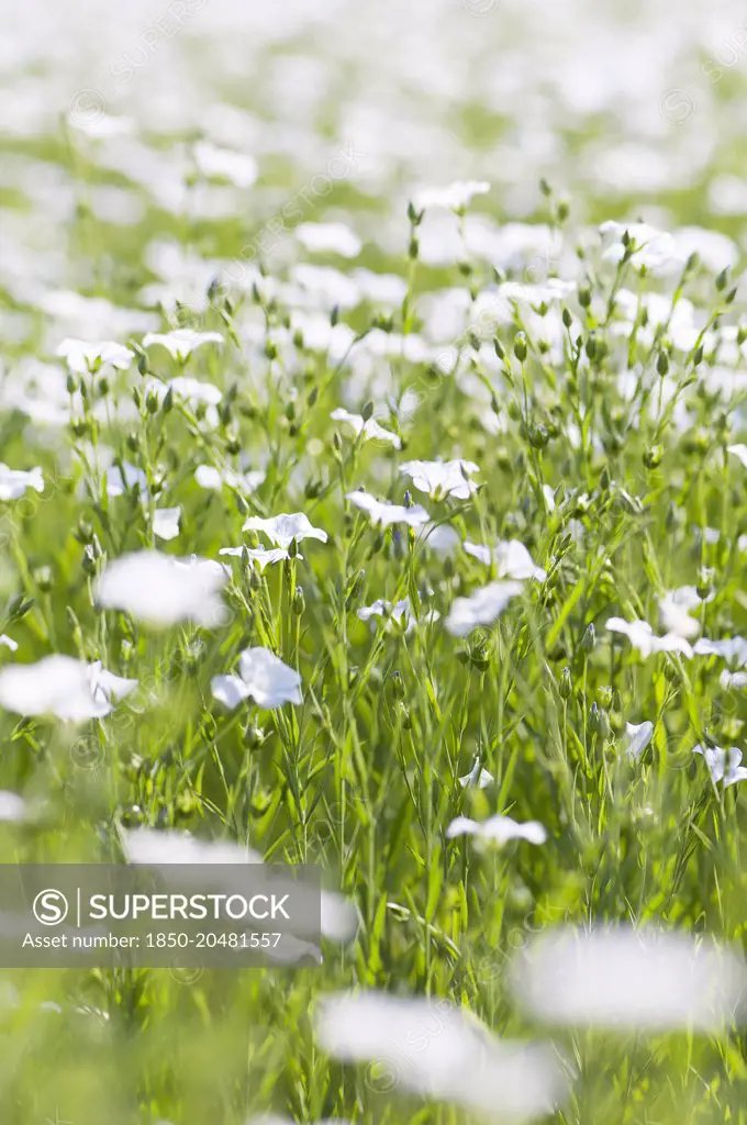 Linseed, Flax, Linum usitatissimum, A mass of pale blue flowers in a meadow----