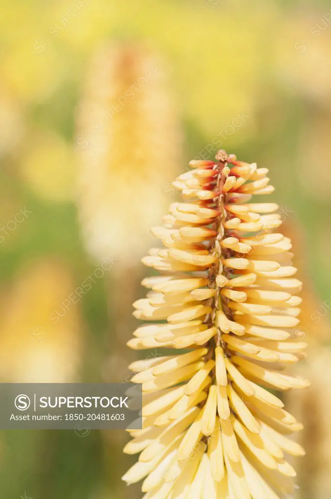 Red hot poker, Kniphofia 'Tawny King, A single spire of the pale orange flwoer with others soft focus behind.