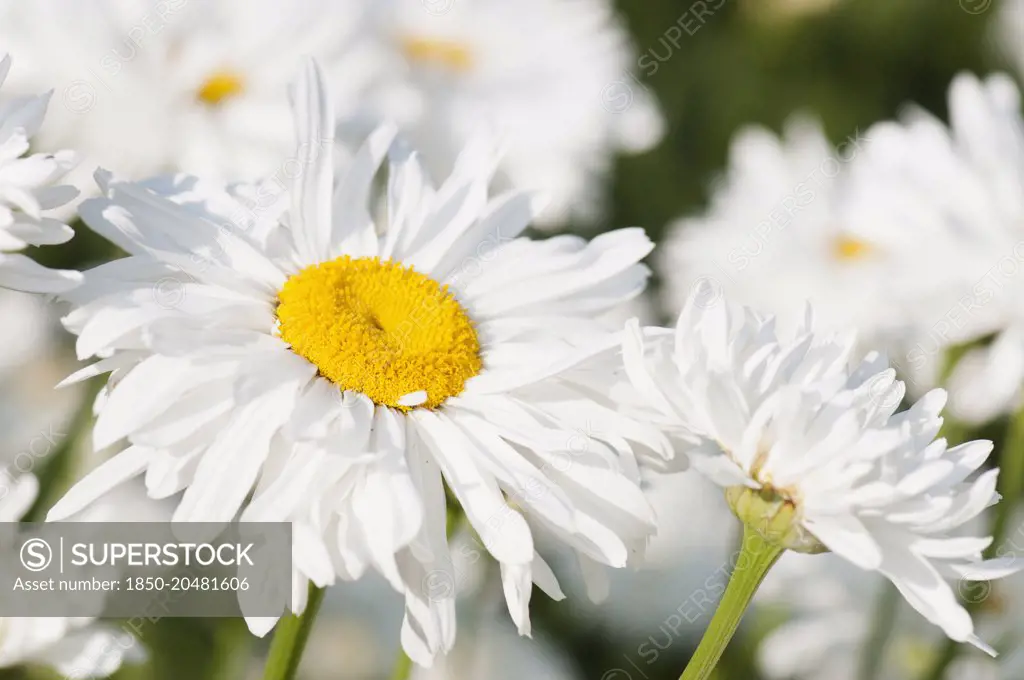 Daisy, Ox-eye daisy, Leucanthemum x superbum 'Snowdrift', Close view of flowers.