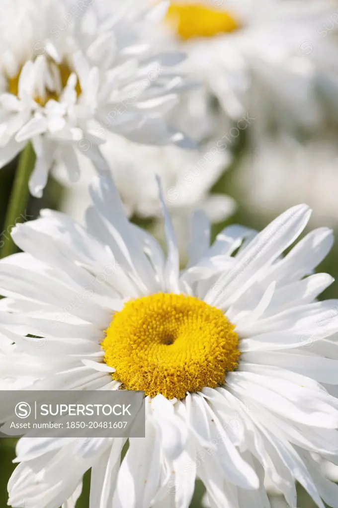 Daisy, Ox-eye daisy, Leucanthemum x superbum 'Snowdrift', Close view of flowers.