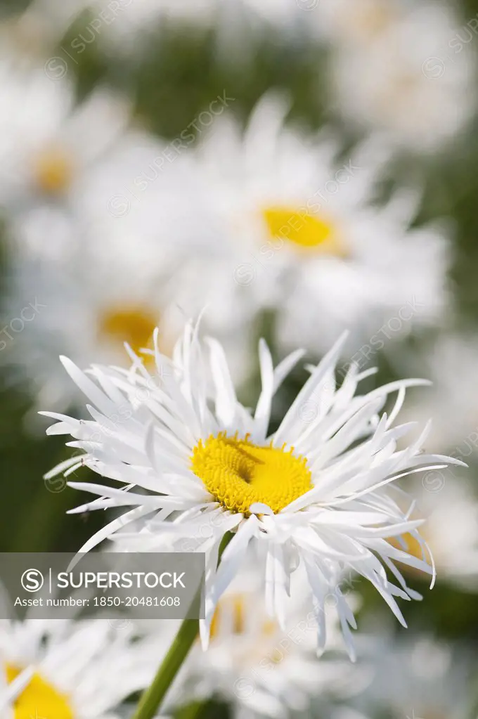 Daisy, Ox-eye daisy, Leucanthemum x superbum 'Phyllis Smith', Single flower of this shaggy fringed petalled daisy.