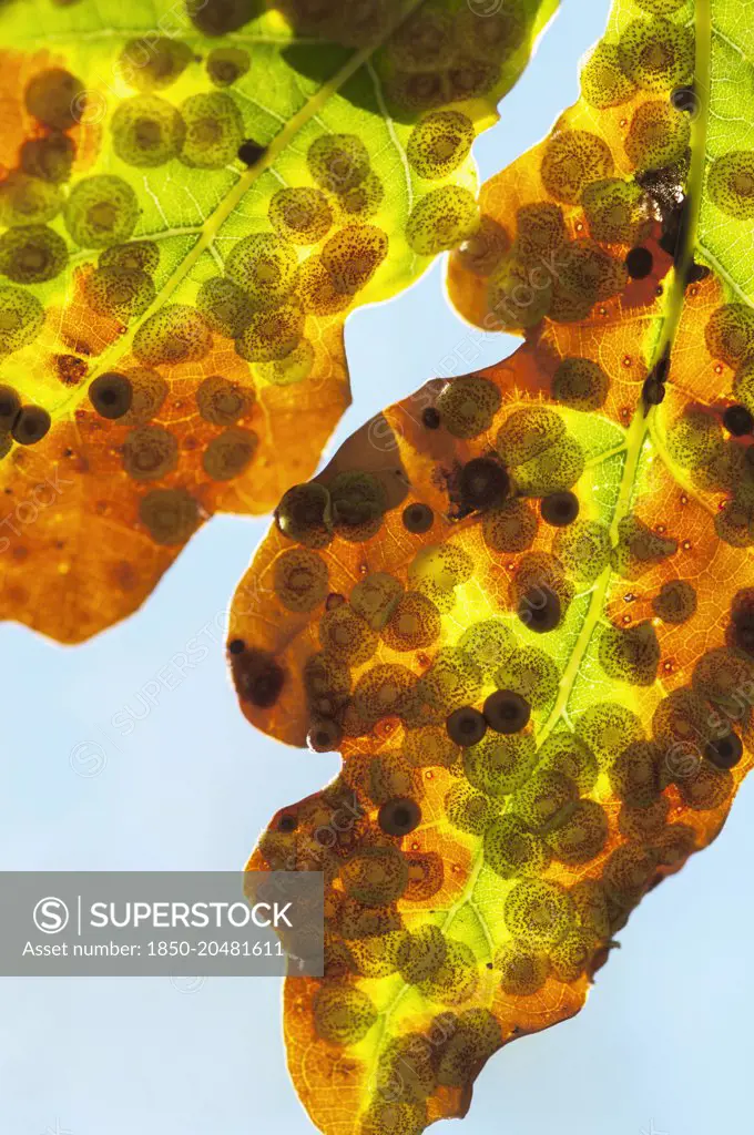 Oak, Quercus robur, Spangle galls, Neuroterus quercusbaccarum on common oak, Close view of two backlit leaves showing the eggs of this parasitic wasp.