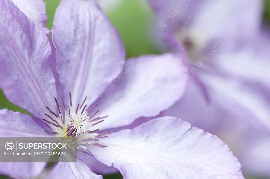 Clematis, Clematis 'Margaret Hunt', Close side view of a single lavender mauve flower with prominent maroon stamen.