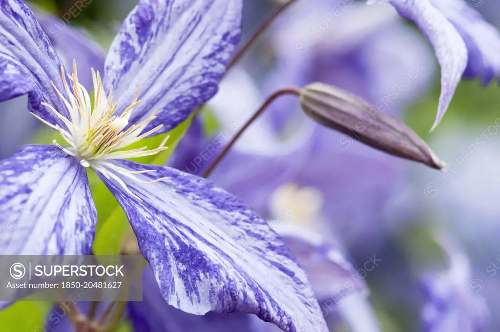Clematis, Clematis 'Tie dye', a bud with purple flower with a distinctive white splash running through each petal.