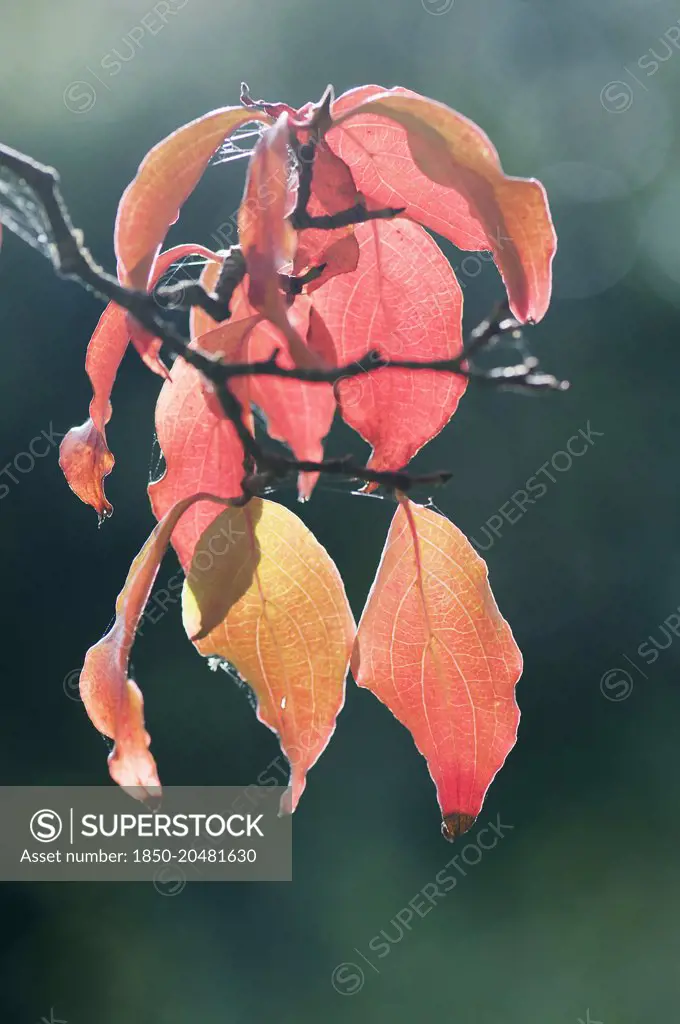 Dogwood, Flowering Dogwood, Kousa dogwood, Cornus kousa, A small branch with autumn leaves backlit in low sunlight.