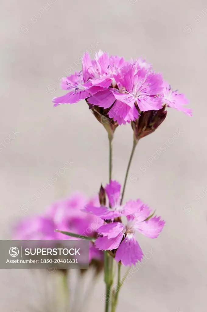 Pink, Carthusian pink, Dianthus carthusianorum, Close view of several flower stems against a pale grey background.