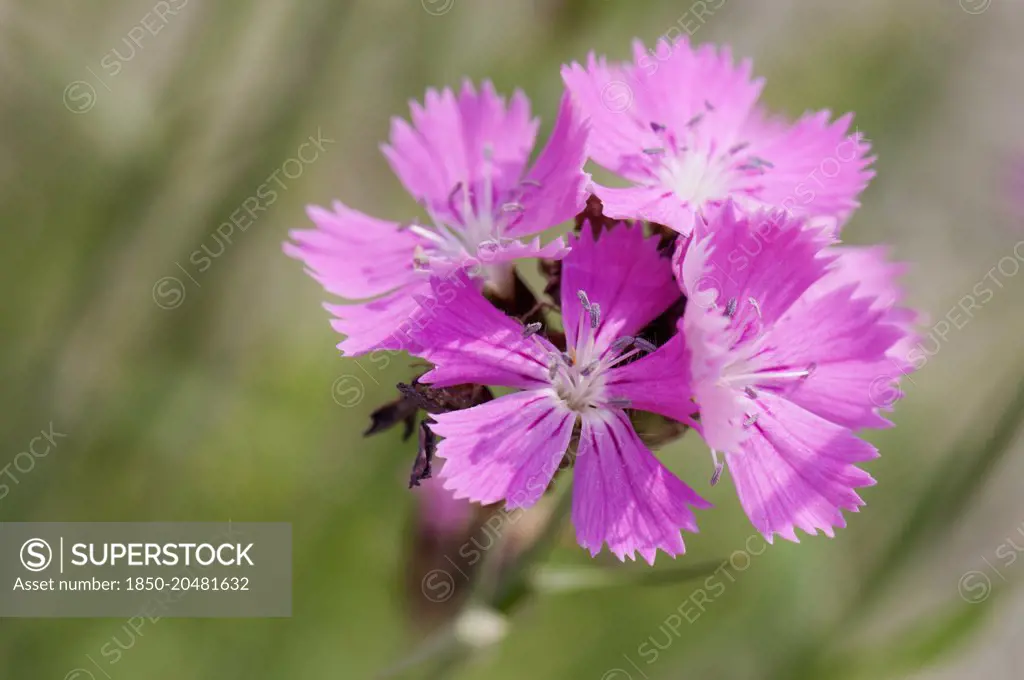 Pink, Carthusian pink, Dianthus carthusianorum, Close view of several flowers showing the toothed edges to the pink petals.
