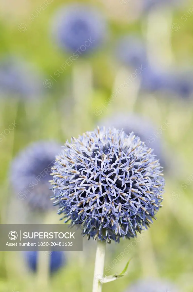 Globe thistle, Echinops ritro 'Veitch's blue', A single flower head with others behind in soft focus.