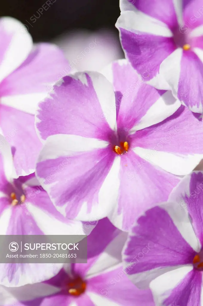 Phlox, Meadow phlox, Phlox maculata 'Natascha', Close view of the clusters of lilac pink and white striped flowers.