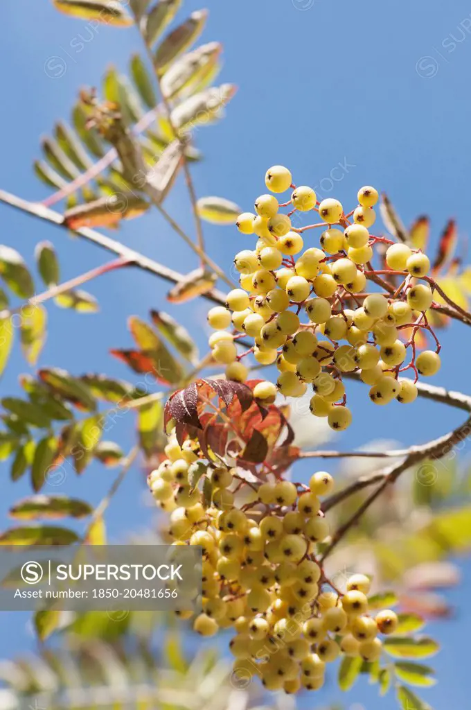 Mountain ash, Sorbus 'Joseph Rock', Clusters of the creamy yellow berries and autumn colour tinged leaves, in sunshine against a blue sky.