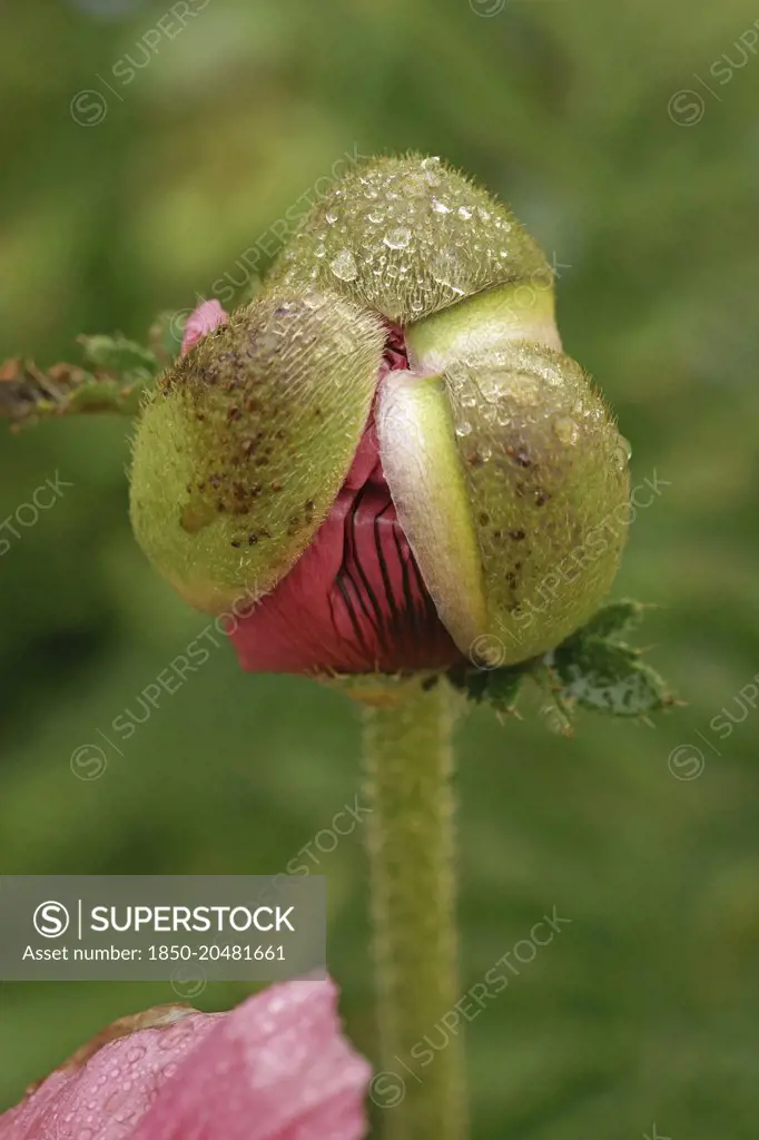 Poppy, Oriental poppy, Papaver orientale 'Patty's Plum', A raindrop covered bud, opening to reveal petals.