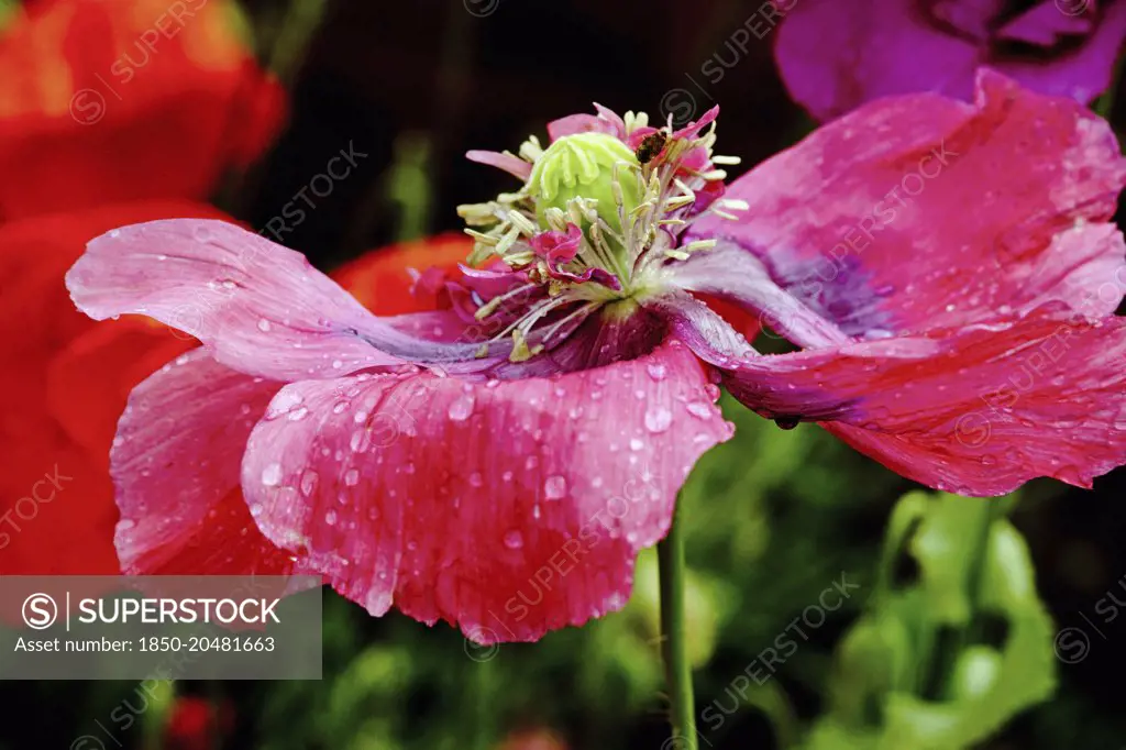 Poppy, Opium poppy, Papaver somniferum, A fading fully open flower flattened by rain, exposing the stamen and seedhead forming.