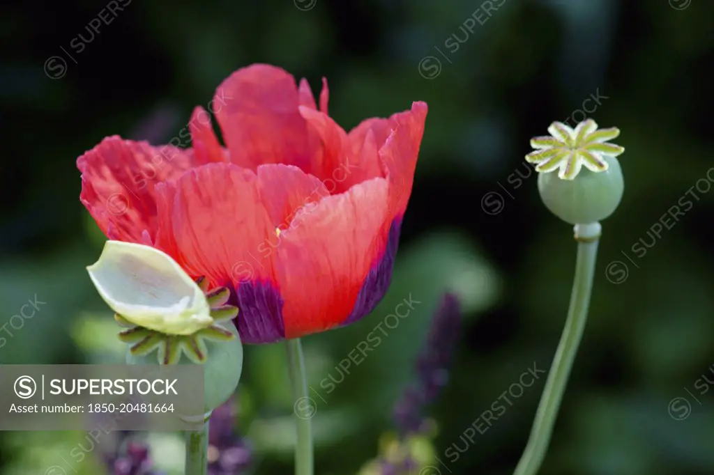 Poppy, Opium Poppy, Papaver somniferum , Flower and seedhead with the sheath of the flower fallen on a seeedhead.