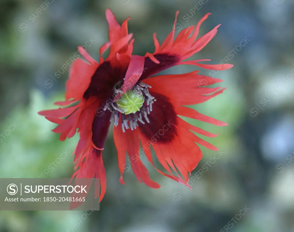 Poppy, Opium Poppy, Papaver somniferum 'Pepperbox', A single red fringed flower.