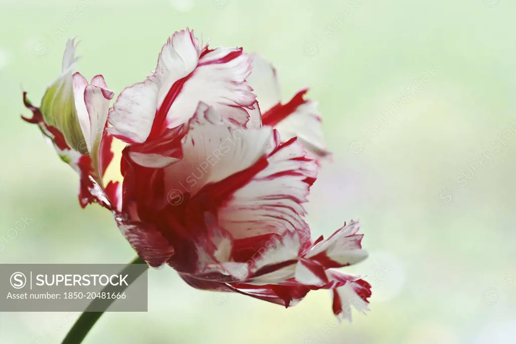 Tulip, Tulipa, Parrot tulip, A fully open red flower with white feathered edges against pale green.