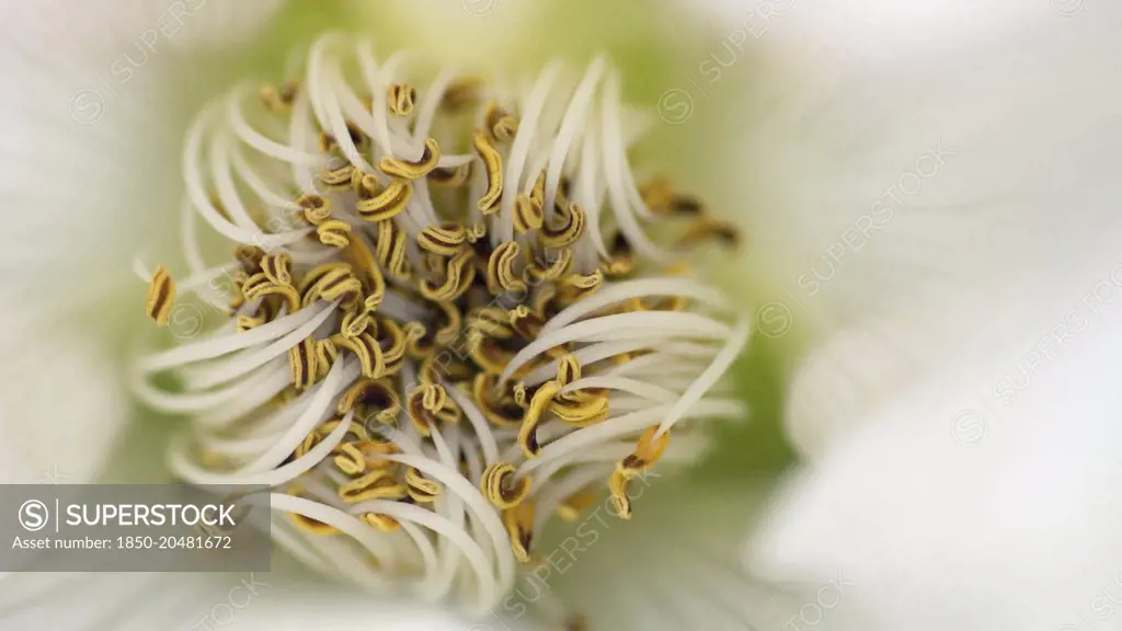 Rose, Dog rose, Rosa canina, Overhead macro view of a mass of yellow stamen in the centre of a white wild rose. 