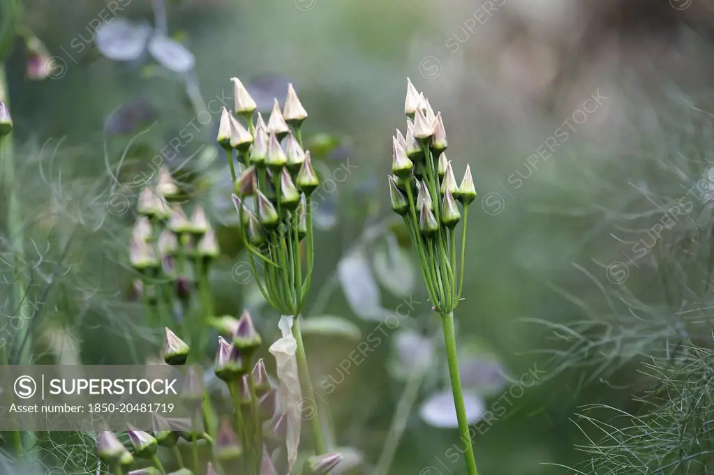 Bulgarian honey garlic, Nectaroscordum siculum bulgaricum, Side view of 2 flowerheads  that have folded back in ready to turn to seeds, with Bronze fennel, Foeniculum vulgare 'Purpureum' and Honesty, Lunaria annua seedpods, creating a muted grey pink colour palette.
