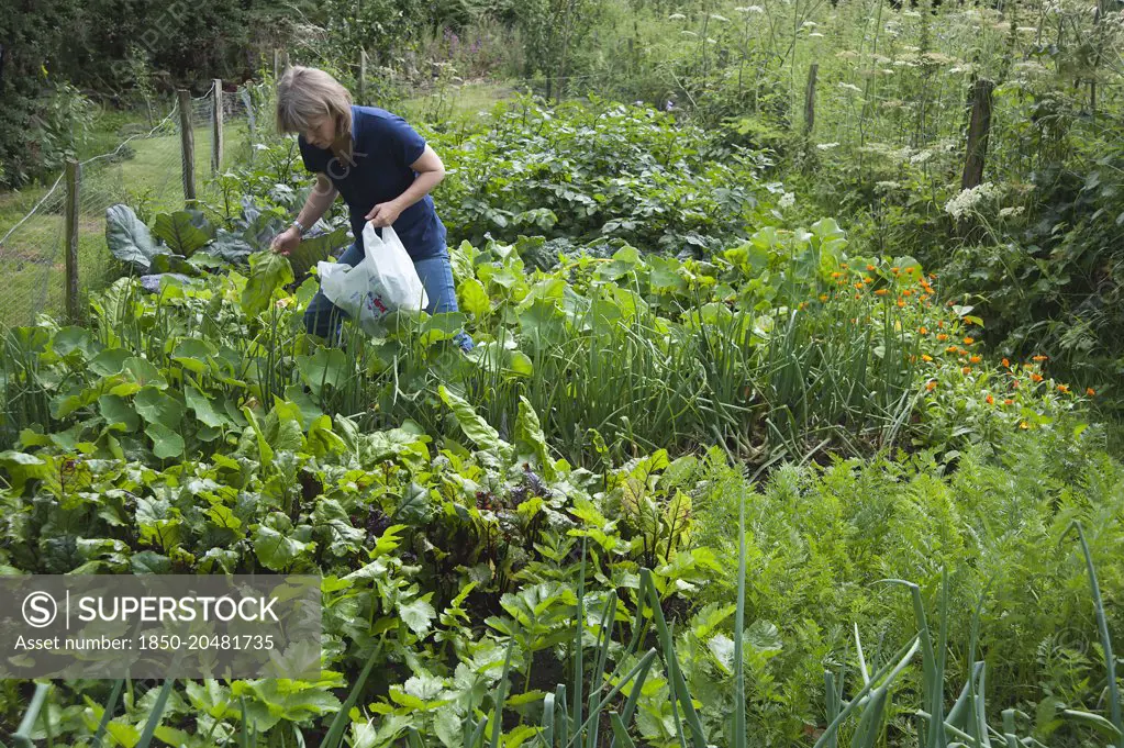 Spinach, Spinacea oleracea, Woman collecting leaves of vegetables also including beetroot and potato, as well as Marigold, growing in a vegetable patch allotment in a country garden, bordered with a wild meadow. 
