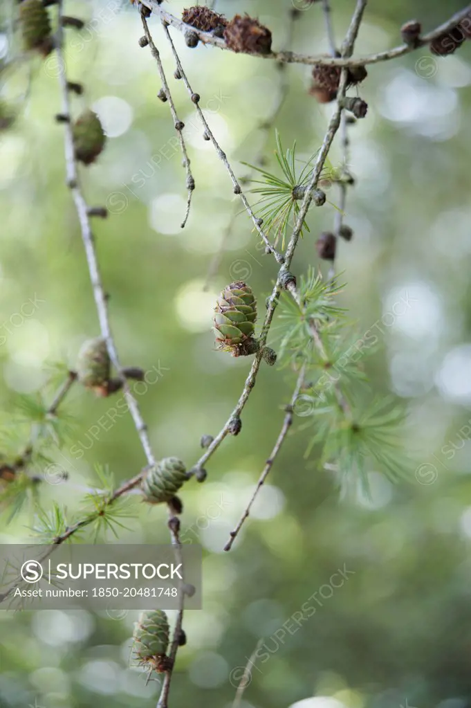 Larch, Larix decidua, Twigs with whorls of needles and small green cones. 