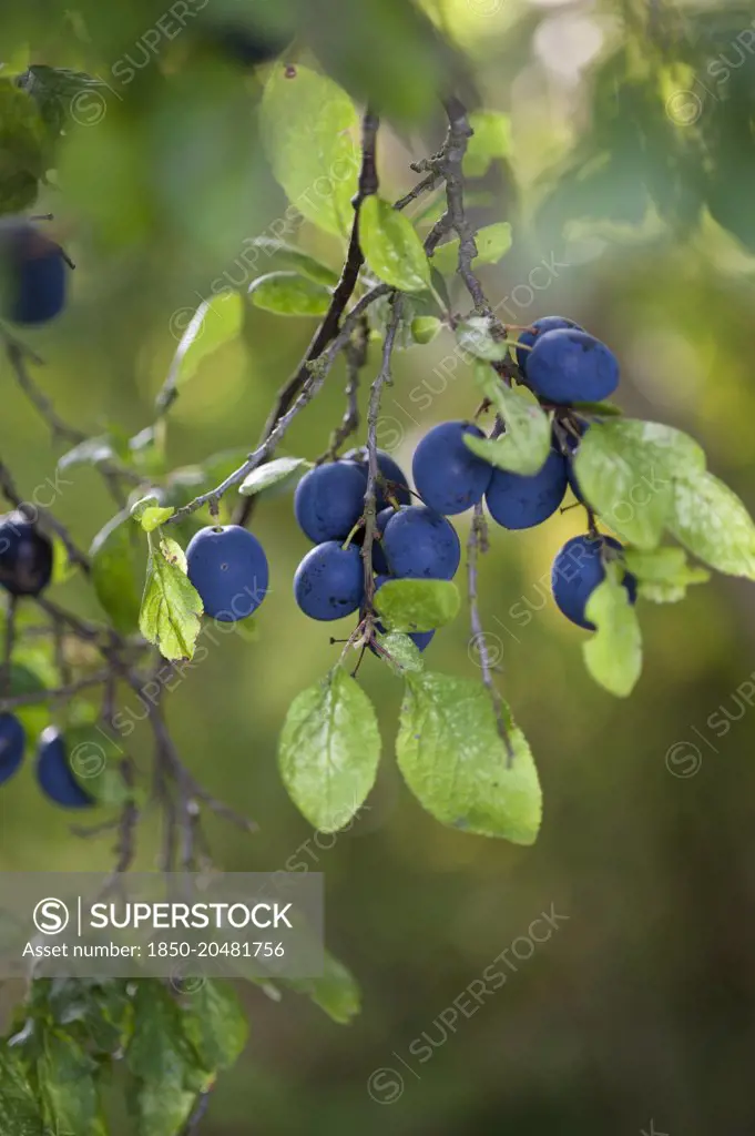 Damson plum, Prunus domestica L. subsp. insititia, Several black fruits with a blue bloom hanging in a group from twigs with leaves.