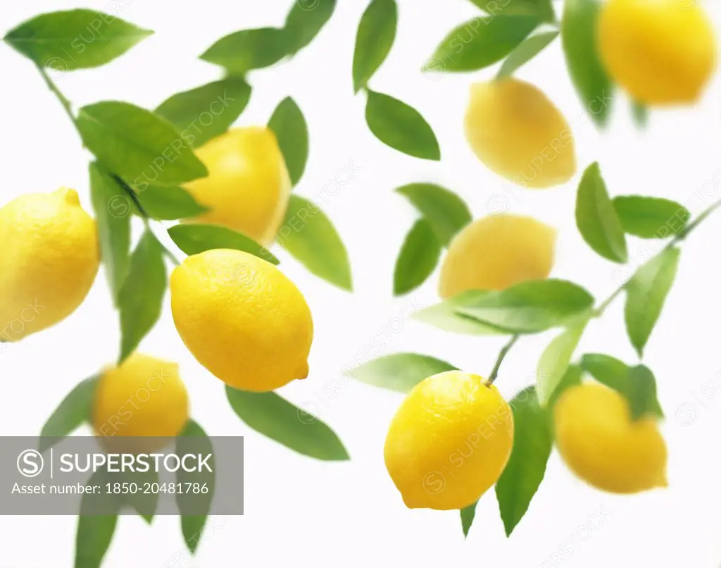 Lemon, Citrus limon, Overhead view of lemons on stalks with leaves, with more soft focus behind on a white background. 