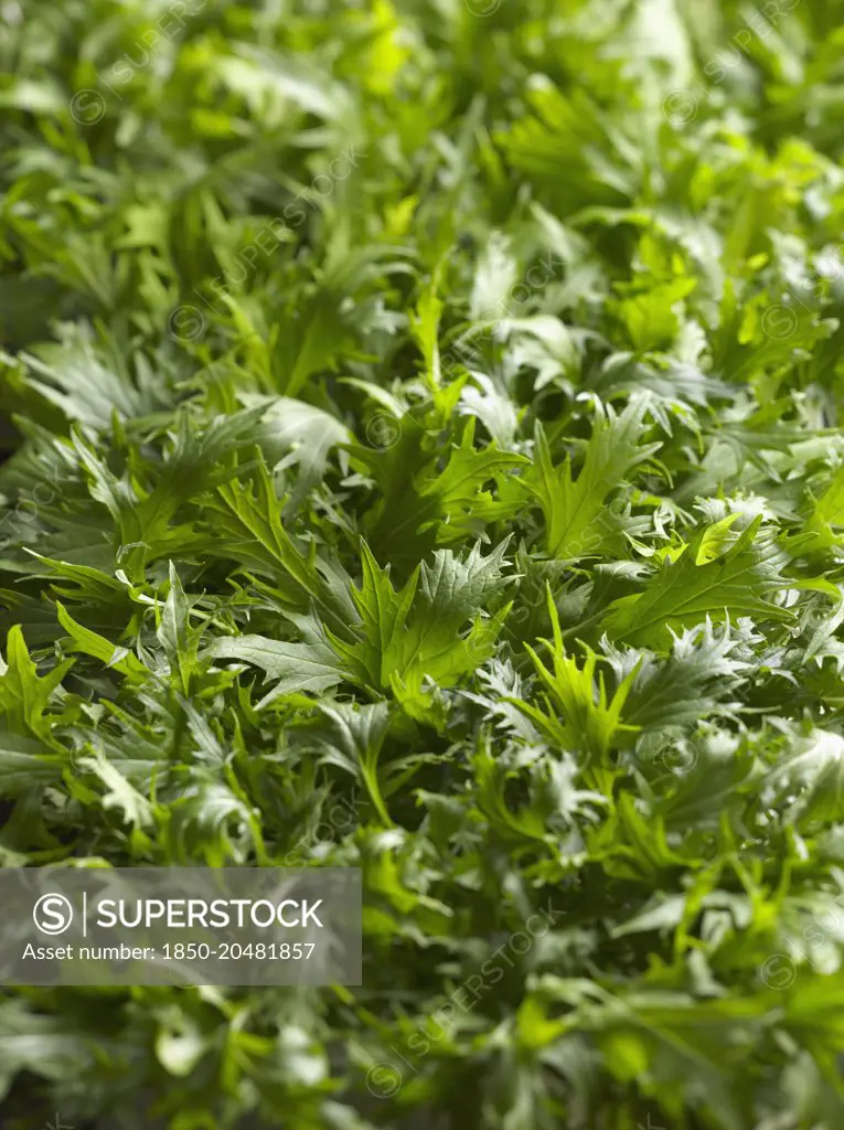 Mizuna, Brassica rapa nipposinica, Top view of a mass of salad leaves with deeply cut edges. 