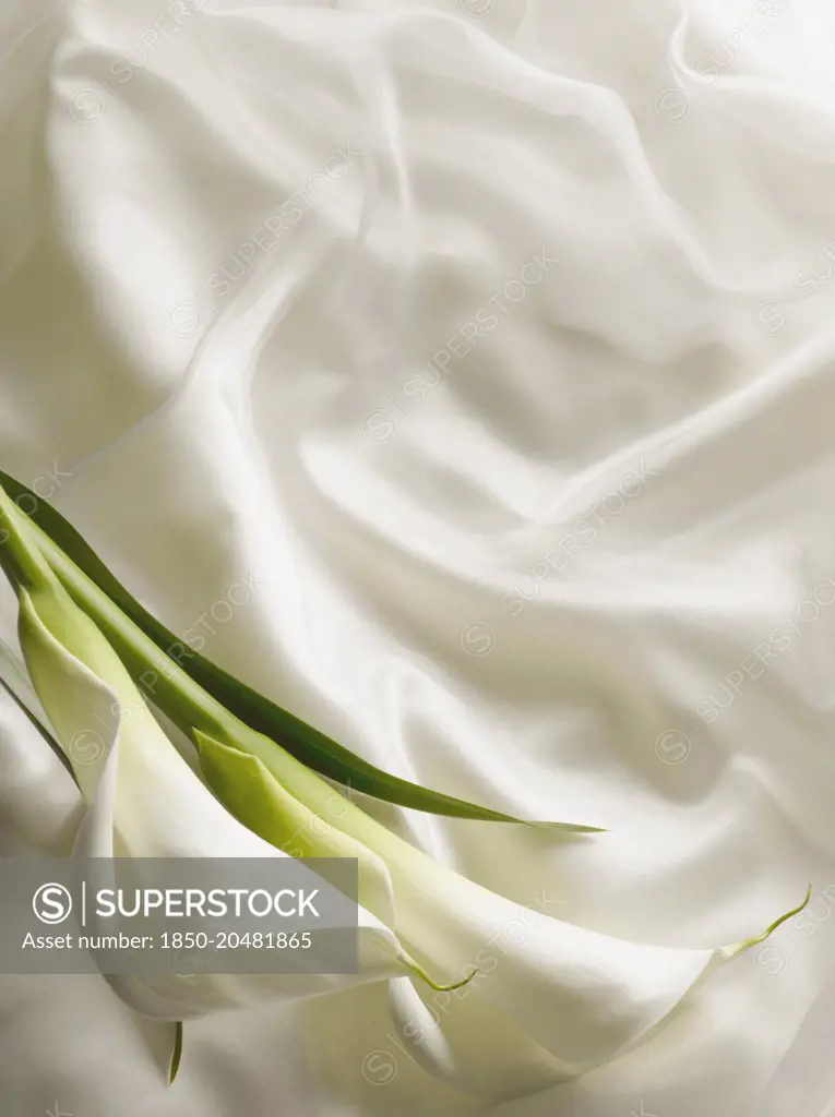 Arum lily, Zantedeschia, Overhead graphic view of two flowers with leaf laid onto silky white fabric with ribbon creating a wedding style look. 