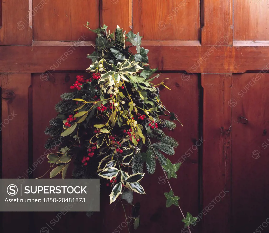 Mistletoe, Viscum album. ivy, hedera helix, Holly, Ilex aquifolium 'Silver Queen' with red berries and fir or sprucem All combined in a bunch and hung on dark wood panelling as a Christmas decoration.