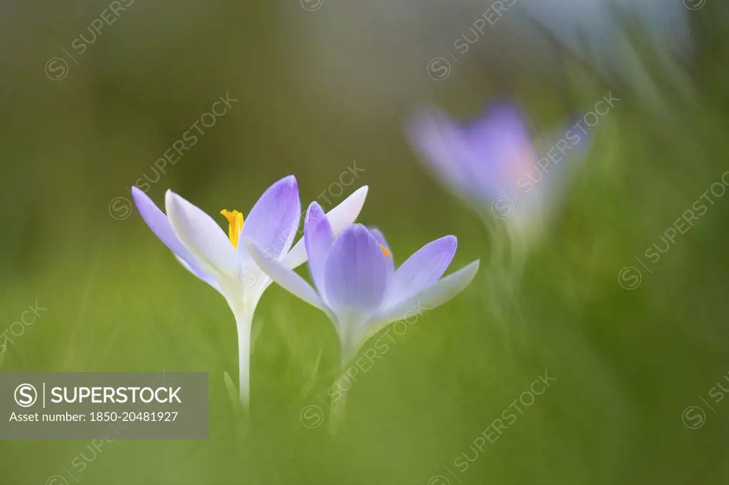 Early crocus, Crocus tommasinianus, Side view of two pale mauve open flowers showing yellow stamens, rising out of soft focus grass background.