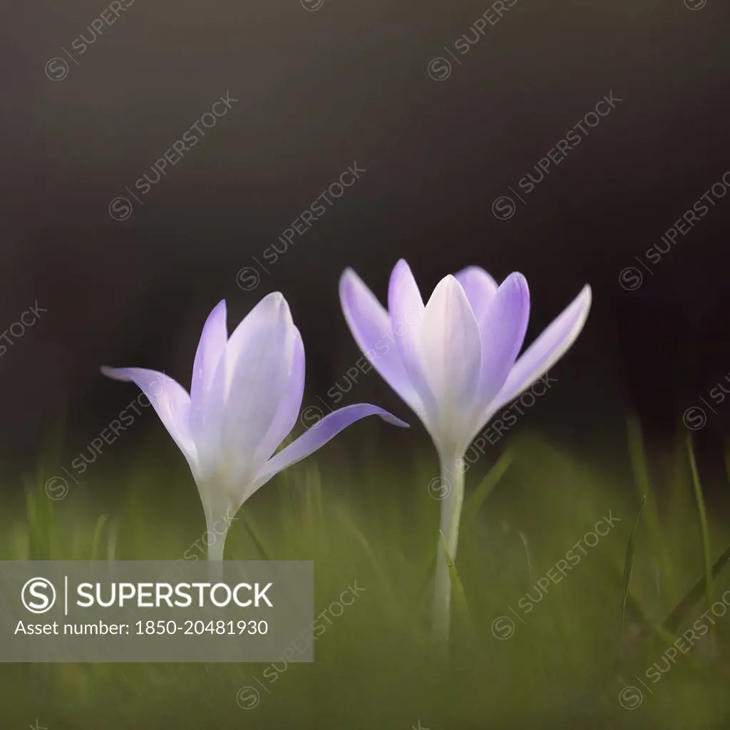 Early crocus, Crocus tommasinianus, Side view of two pale mauve open flowers, rising out of soft focus grass background.