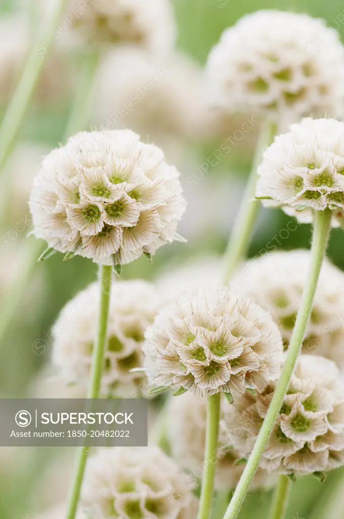 Grass Leaved Scabious, Scabiosa graminifolia, Several papery globe shaped seedheads.