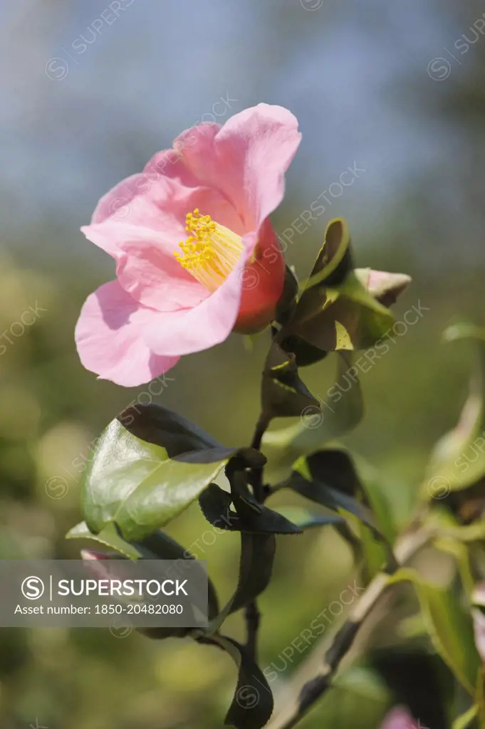 Camellia, Camellia x williamsii 'Donation', Close view of one pink flower with yellow stamens, turned side on, in sunlight.