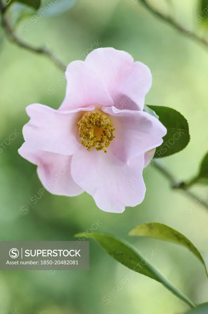 Camellia, Camellia x williamsii 'Philippa Forwood', Front view of one pale pink flower in soft light against a pale green background.