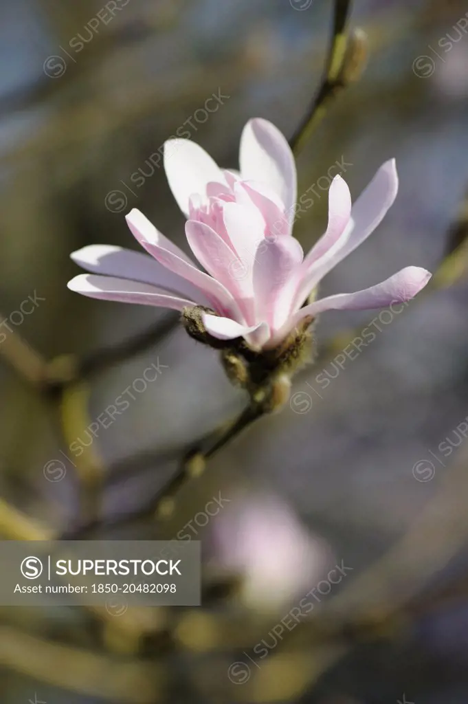 Magnolia, Magnolia stellata 'Jane Platt', Close side view of one flower with pink tinged white petals on a bare twig.