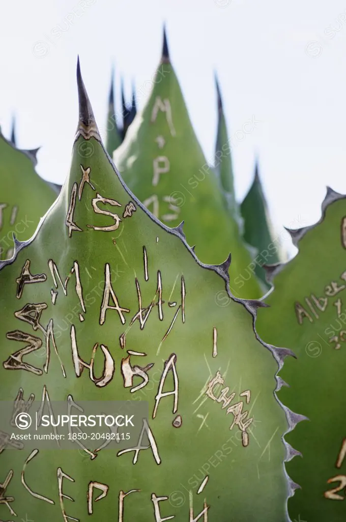 Agave, Giant agave, Agave salmiana, Close view of grafitti scratched into the fleshy leaf. 