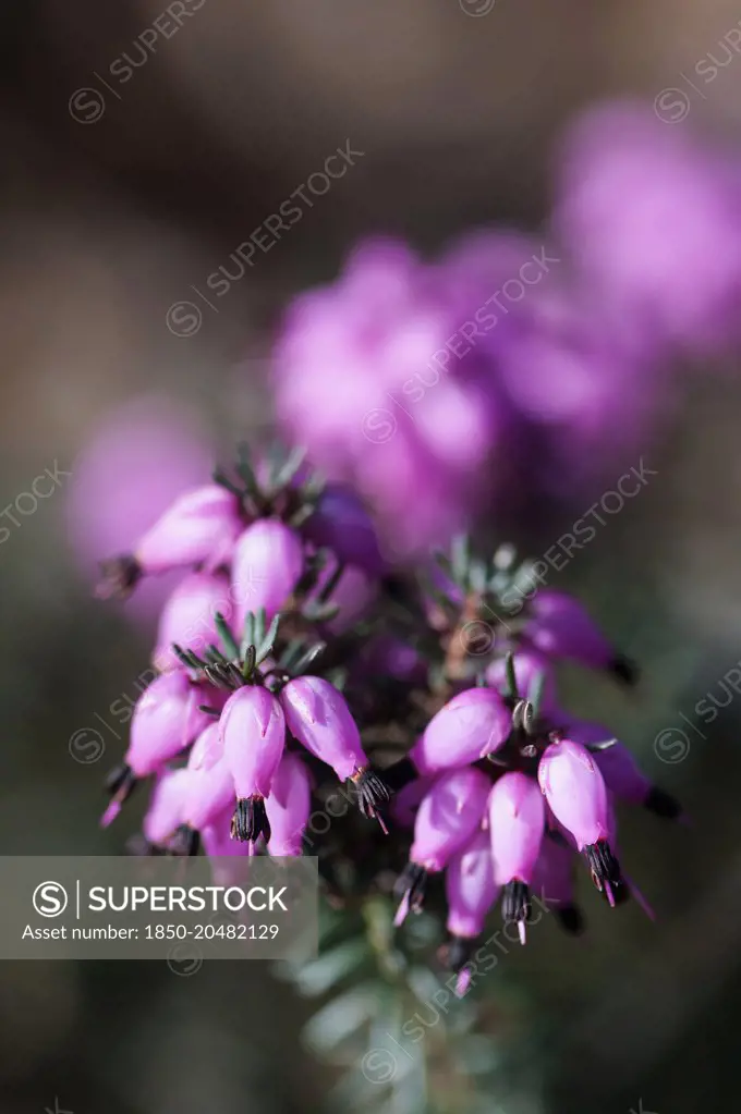 Heather, Erica x Darlyensis 'Lena', Close view of a sprig of pink flowers with others soft focus behind.