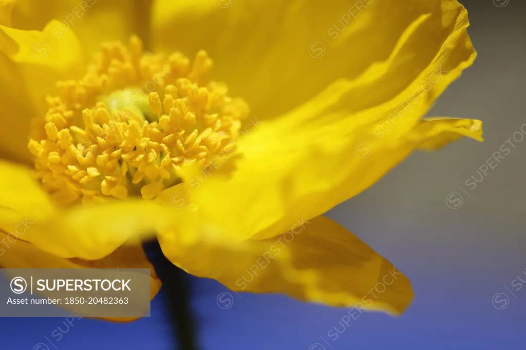 Icelandic poppy, Papaver nudicaule, Close cropped view of yellow flower with yellow stamens against blue sky, 