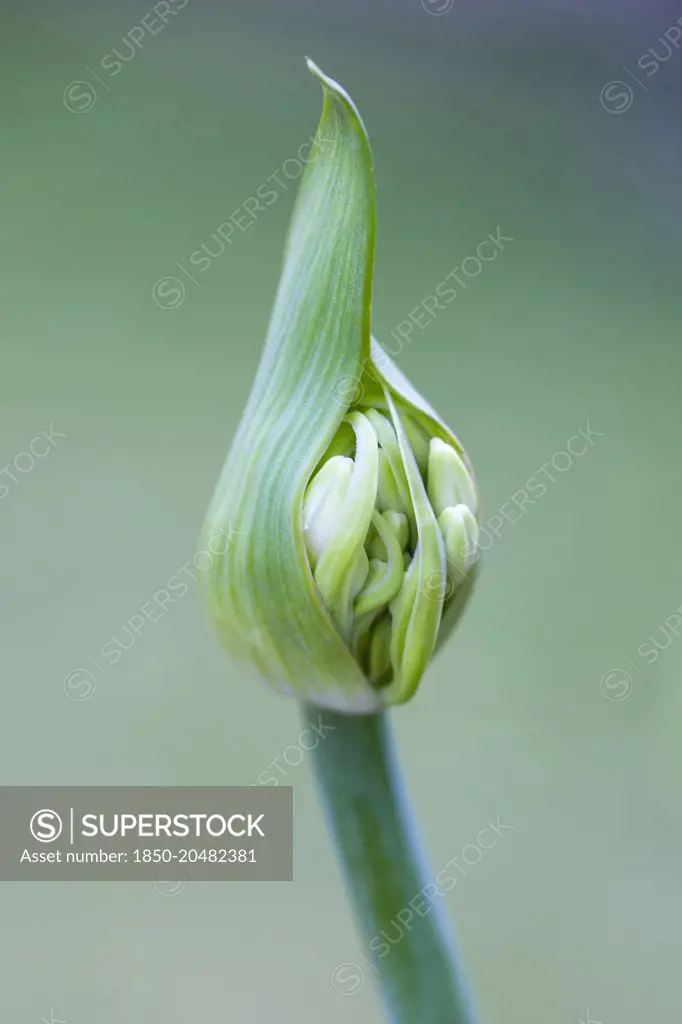 Agapanthus africanus, Close side view of white flowers emerging from sheath, against a green background.