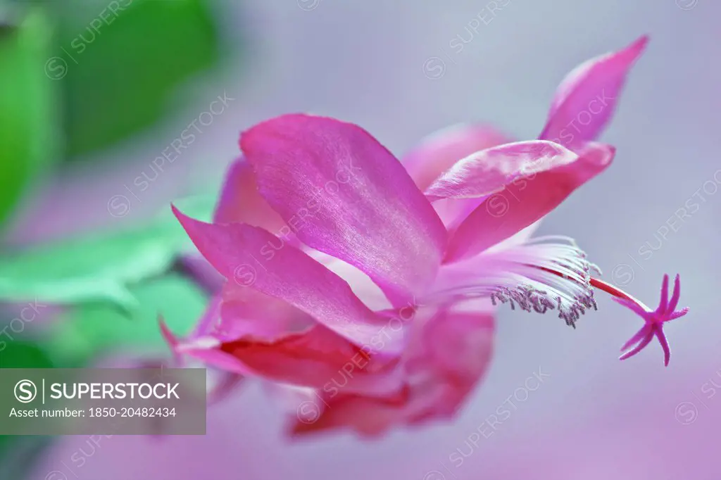 Christmas cactus, Schlumbergera x bridgesii, Close view of one bright pink flower with swept back petals, white stamens and unusual star shaped pink stigma.