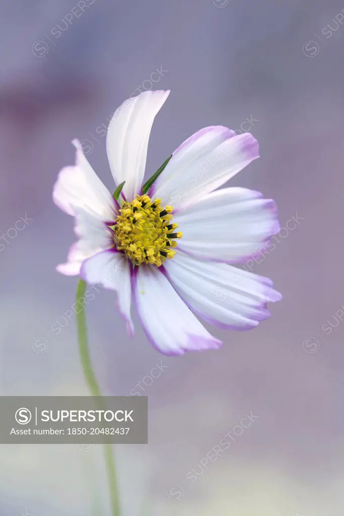 Cosmos bipinnatus 'Daydream', Front view of one fully open flower with white petals tinged with pink at the centre and edges, and yellow stamens, Against soft blue and pink background.