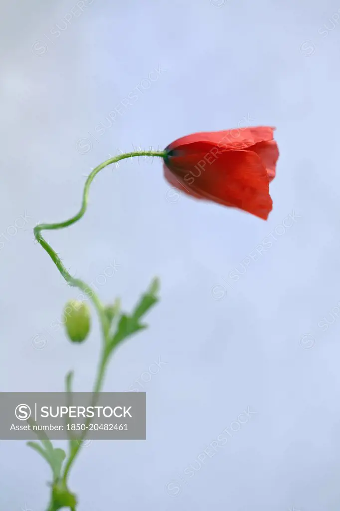 Field poppy, Papaver rhoeas, Side view of one half open red flower on spindly, hairy, bendy stalk with leaves and bud, Against blue sky.