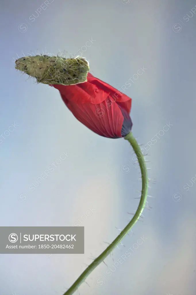 Field poppy, Papaver rhoeas, Side view of one opening red flower pushing off its bud casing, on hairy curved stalk, Against blue sky.