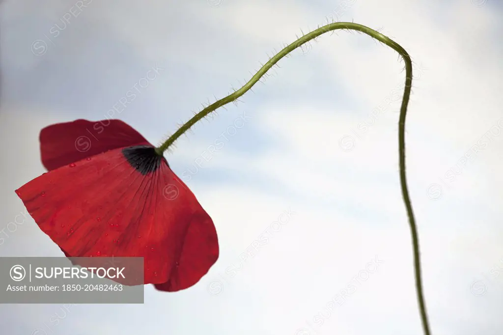 Field poppy, Papaver rhoeas, Side view of one open red flower on hairy curved stalk, Against pale blue sky.