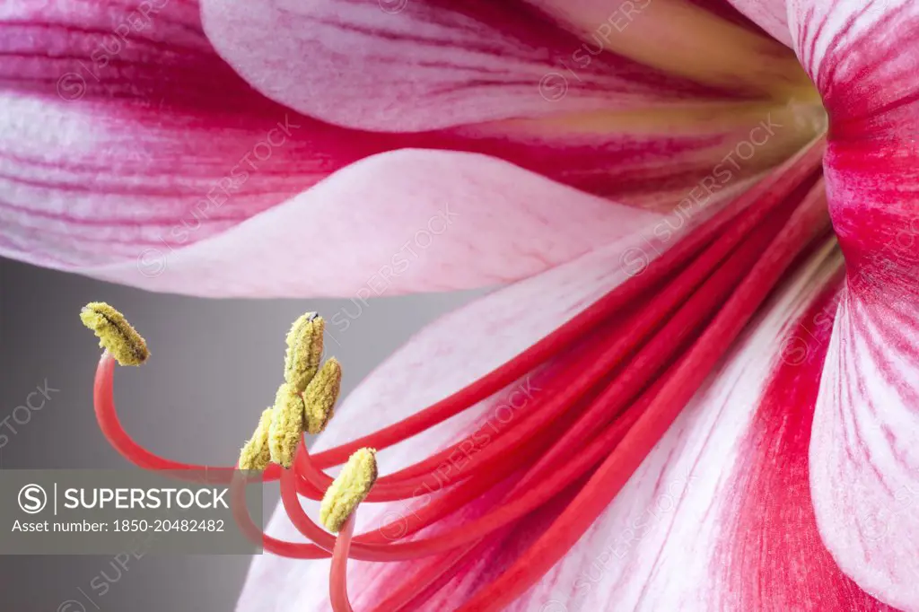 Amaryllis, Hippeastrum 'Gervase', Close view a single striped flower, with deep magenta petals and white highlights, Long curled stamen and stigma, Against a graduated grey background.