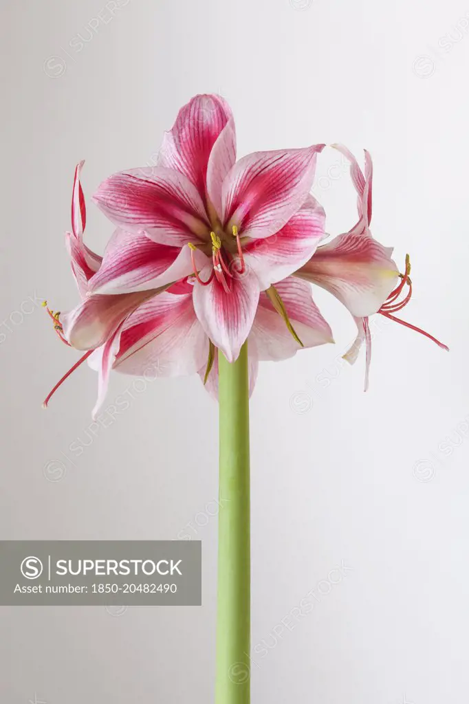 Amaryllis, Hippeastrum 'Gervase', One stem with striped flowers, deep magenta petals and white highlights, Long curled stamen and stigma, Against a graduated white background.